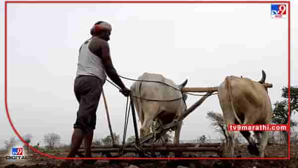 Kharif Season : शेतकऱ्यांनो चिंता सोडा- कामाला लागा, खरिपाच्या तोंडावर कृषी विभागाचे काय आहे आवाहन ?