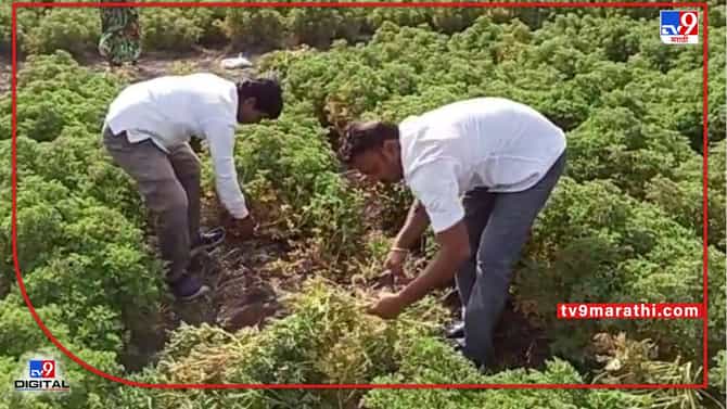 Yewala: दोन तरुणांच्या प्रयत्नाने दरवळला उत्पादन वाढीचा सुगंध, जिरेनियम शेतीमधून साधली किमया..!
