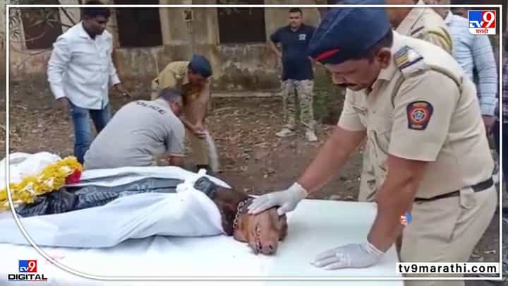 Video : श्वानपथकातील मिशकाचा मृत्यू, अहमदनगरमध्ये शासकीय इतमामात अंत्यसंस्कार Video : श्वानपथकातील मिशकाचा मृत्यू, अहमदनगरमध्ये शासकीय इतमामात अंत्यसंस्कार