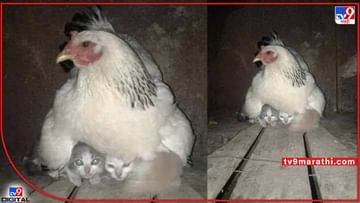 Viral Photo: मांजरीची पिल्लं गांगरली, कोंबडीने दिलं संरक्षण! प्राण्यांमधली माणुसकी...