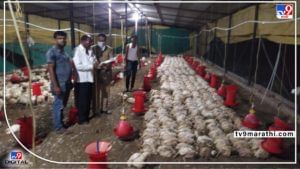 Wardha : बापरे! विजेअभावी तब्बल 1 हजार 970 कोंबड्या तडफडून मेल्या, शेतकरी हवालदिल