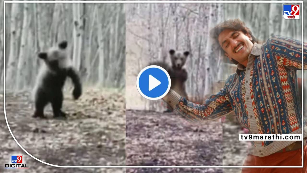 Video: जोरदार! जोराचा डान्स आला की असंच करायचं! जयेशभाईनं केलं, तेच या अस्वलानेही केलं