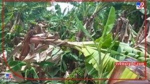 Pre-Monsoon : पहिल्याच पावसामध्ये केळी बागा आडव्या, केळी उत्पादक दुहेरी संकटात