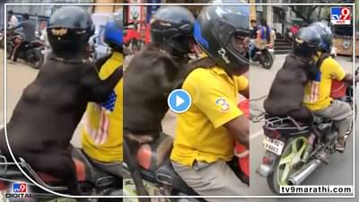 माणसापेक्षा कुत्रा हुशार!, डोक्यात हेल्मेट घालून फिरणारा कुत्रा सोशल मीडियावर व्हायरल