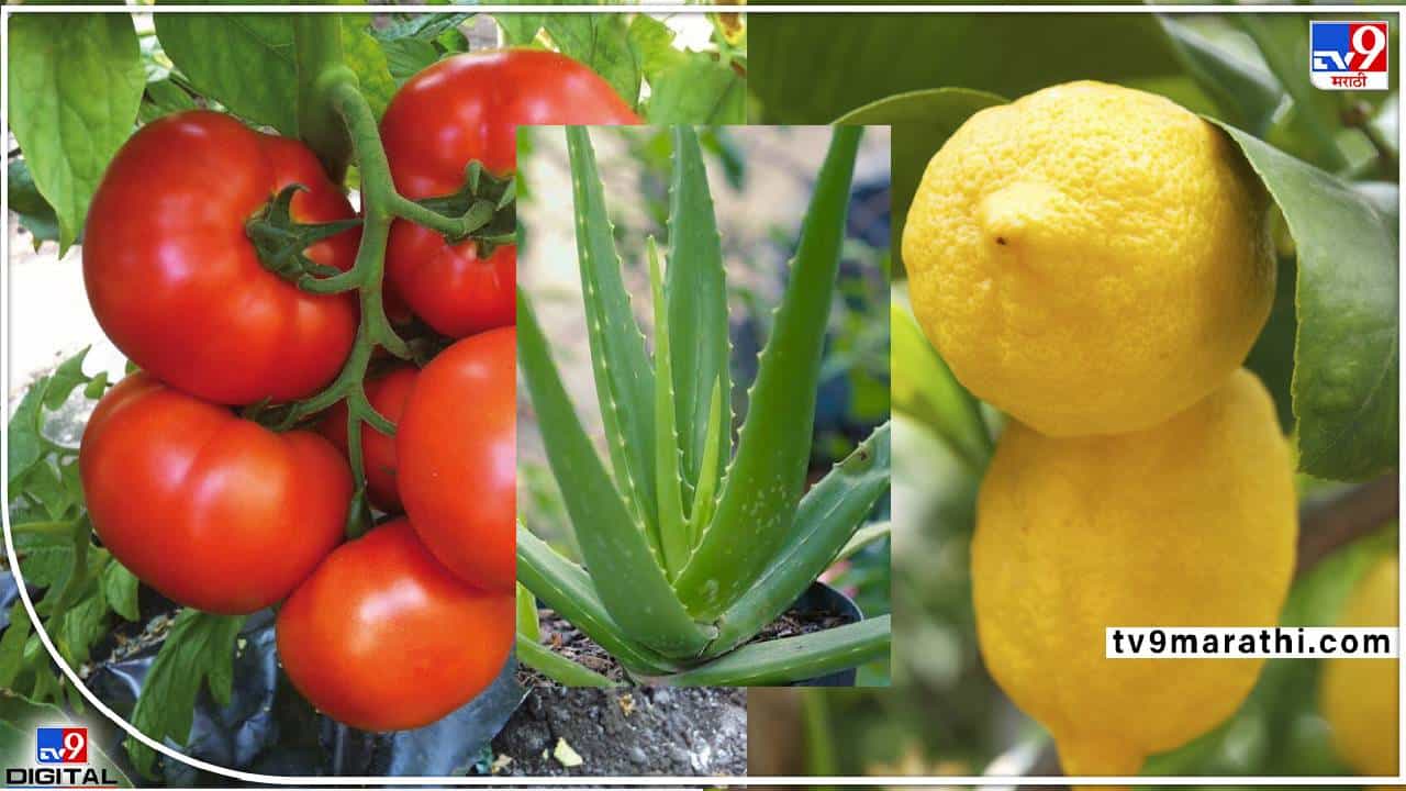 Beauty Tips: सोप्पंय...घरबसल्या लिंबू,कोरफड,टॉमेटो चेहऱ्याला लावायचं, चिल राहायचं... सुंदर दिसायचं, लाईफ सेट!