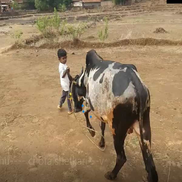 सिंधुदुर्गमध्ये अंगणवाडीत शिकणारा तळकोकणातील बालशेतकरी आहे. फोंडाघाट गावातील अवघ्या चार वर्षांचा चैतन्य जोईल हा शेतकरी शेतात लीलया वावरतो. कहर म्हणजे शेतातील सर्व कामांबरोबरच जोत(हल)ही धरतो. दुडु दुडु पावलांनी शेतात जोत धरताना त्याचे व्हिडिओ वायरल झालेत. शेतीची प्रचंड आवड असलेला हा छोटा बळीराजा सध्या कोकणात जोरात वायरल होत आहे.त्याच्या या शेतातील लीलया पाहून त्याचे सर्वत्र कौतुक होत आहे.