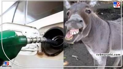 पाकिस्तानात पेट्रोल इतके महागले की गाढवावर बसून ऑफिसला जाण्याची वेळ, पीकअप- ड्रॉप सर्व्हिस ठप्प,