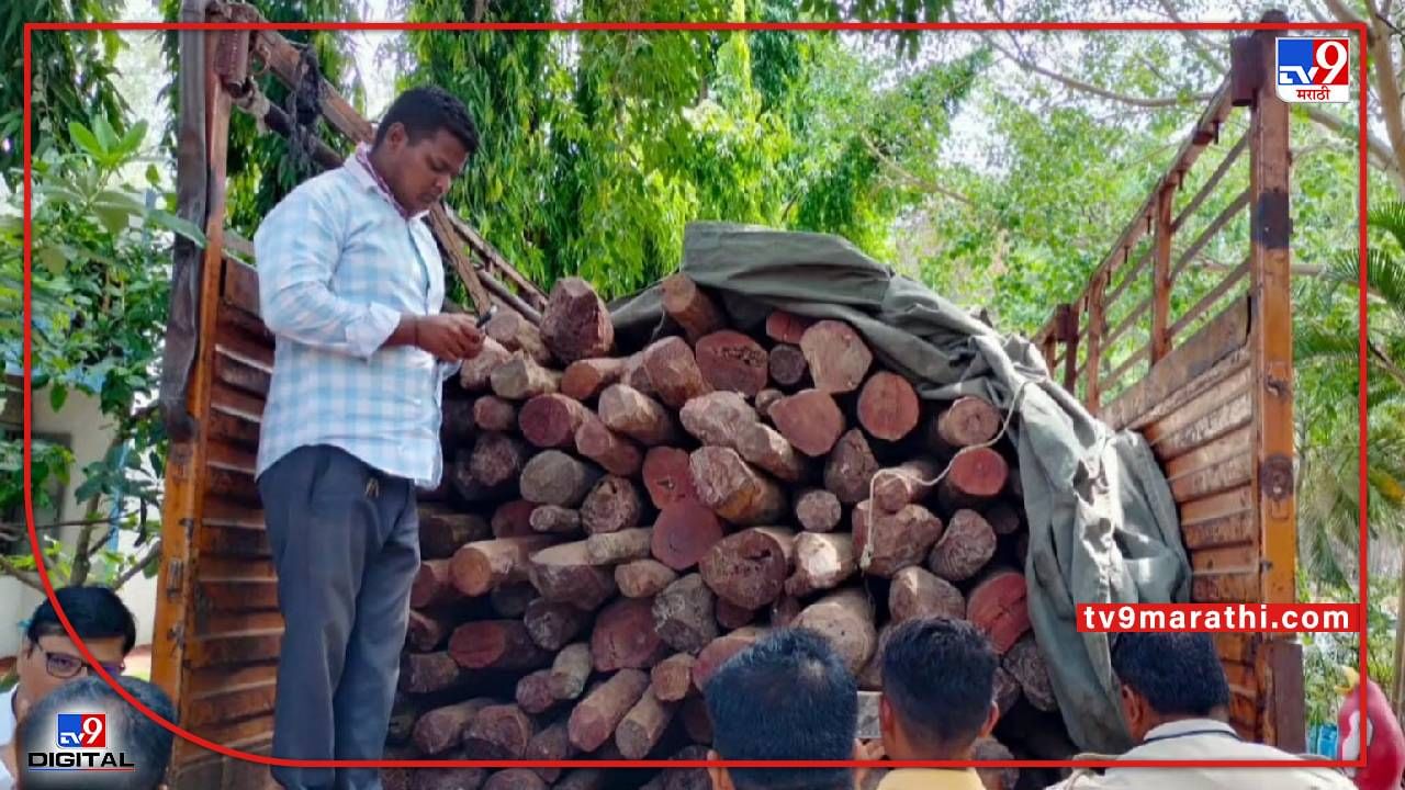 Who is benefiting from the lucrative South India red sandalwood smuggling  trade?