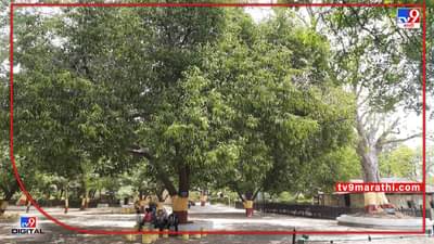 Environment Day 2022 : गांधी आश्रमात दिग्गजांनी लावलेली झाडे देत आहेत सावली अन् प्राणवायू