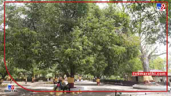 Environment Day 2022 : गांधी आश्रमात दिग्गजांनी लावलेली झाडे देत आहेत सावली अन् प्राणवायू