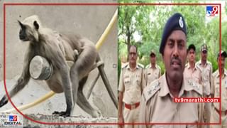 Chandrapur monkey | चंद्रपुरात माकडाच्या पिल्लाच्या तोंडात लोटा, लोटा काढण्यासाठी वनविभागाची सहा तास झुंज; आधी आक्रमक झालेली वानरसेना खुश