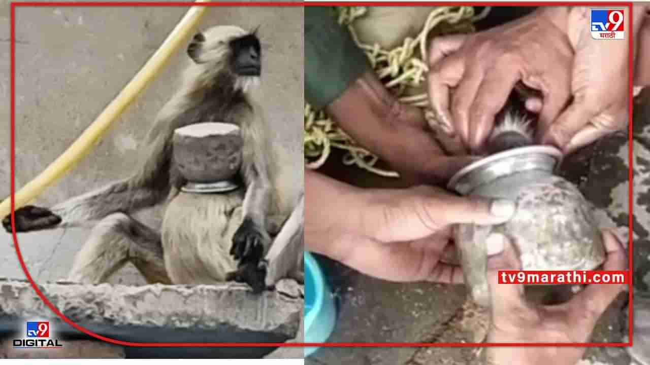 Chandrapur monkey | चंद्रपुरात माकडाच्या पिल्लाच्या तोंडात लोटा, लोटा काढण्यासाठी वनविभागाची सहा तास झुंज; आधी आक्रमक झालेली वानरसेना खुश