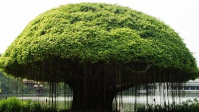 दर्श अमावस्या 2022: ‘पितृदोष’ दूर करण्यासाठी या वेळी ‘दर्श अमावस्येला करा हे उपाय; जाणून घ्या दर्श अमावस्येची तिथी!