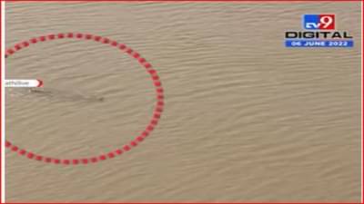 कोल्हापूरच्या पंचगंगा नदीपात्रात मगर