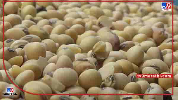 Soybean Crop : हंगामाच्या अंतिम टप्प्यात सोयाबीनला उतरती कळा, उन्हाळी सोयाबीनचे करायचे काय?