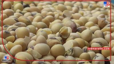 Soybean Crop : हंगामाच्या अंतिम टप्प्यात सोयाबीनला उतरती कळा, उन्हाळी सोयाबीनचे करायचे काय?