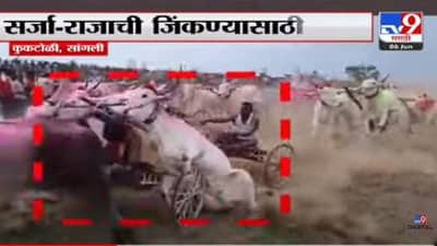 सांगलीत बैलगाडी शर्यतीदरम्यान पाय घसरून पडला अन, क्षणात ऊठून धावला, शर्यतीच्या बैलाचा थरारक व्हिडीओ