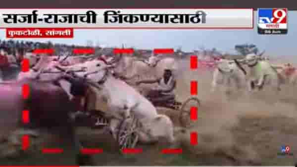 सांगलीत बैलगाडी शर्यतीदरम्यान पाय घसरून पडला अन, क्षणात ऊठून धावला, शर्यतीच्या बैलाचा थरारक व्हिडीओ