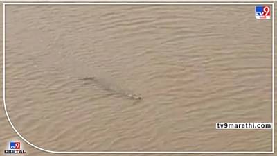 कुरुंदवाड-नृसिंहवाडी पुलाखाली पंचगंगा नदीपात्रात अजस्त्र मगरीचे दर्शन; नागरिकांमध्ये भीती