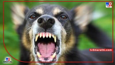 परभणी : पिसाळलेल्या कुत्र्याचा आठ ते दहा मुलांना चावा