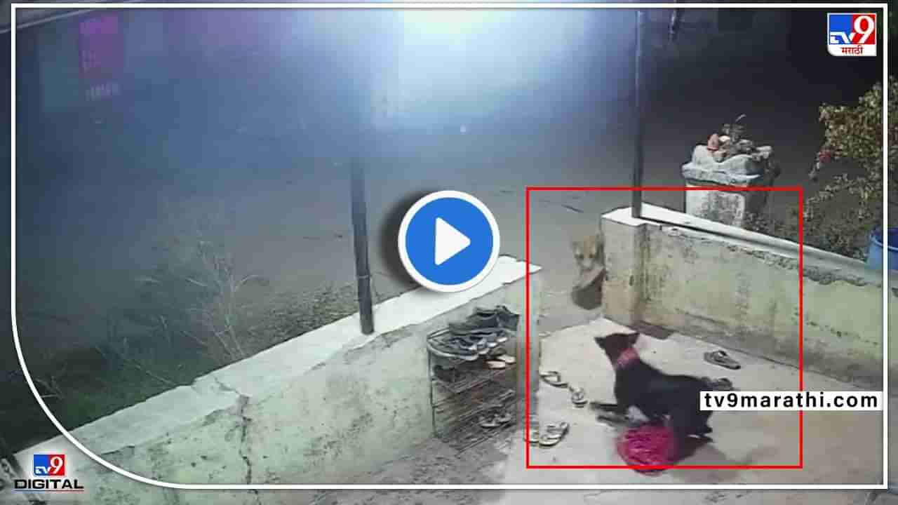 Video : बिबट्याचा पाळीव कुत्र्यावर हल्ला! नाशिकमधील हल्ल्याचा थरार सीसीटीव्हीमध्ये कैद