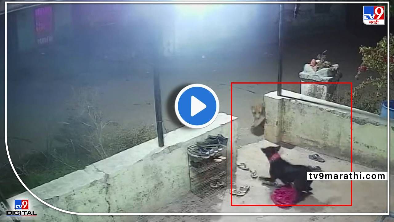 Video : बिबट्याचा पाळीव कुत्र्यावर हल्ला! नाशिकमधील हल्ल्याचा थरार सीसीटीव्हीमध्ये कैद