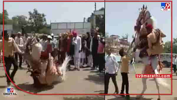 Video : Bridegroom feld from horse | आले घोडाबाच्या मना तिथं कुणाची चालेना, नागपुरात नवरदेवालाच नाचता नाचता पाडले खाली
