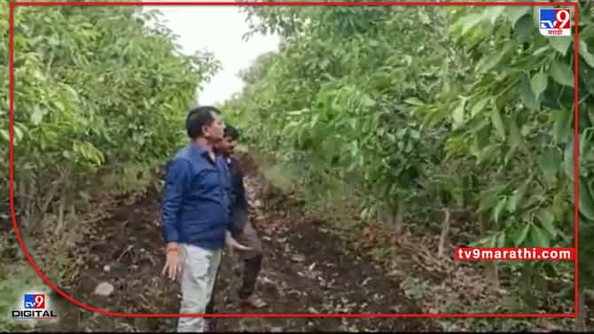 Success Stroy : रासायनिक खताविना जांभळाची बाग, नांदेडच्या डॉक्टराने माळरानावर घेतले लाखोंचे उत्पन्न