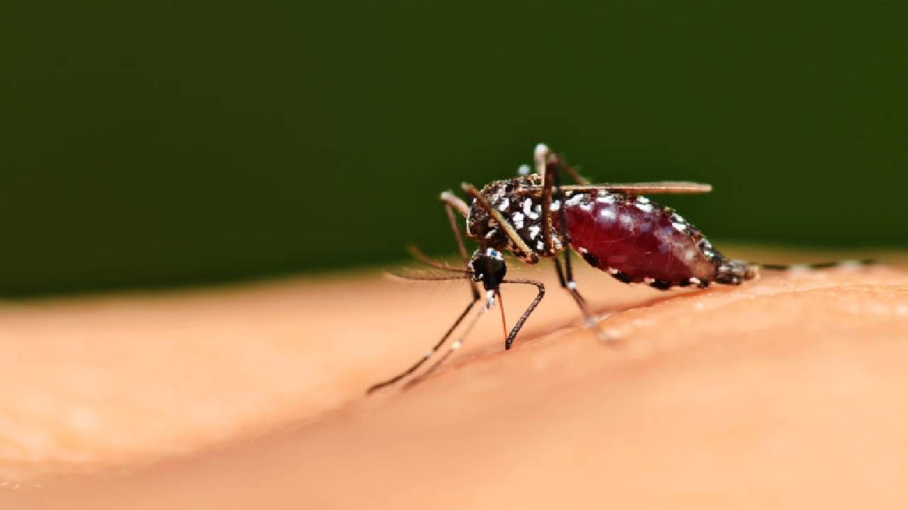 Mumbai | मुंबईमध्ये डेंग्यू आणि मलेरियाचा धोका वाढला, पालिकेच्या कीटकनाशक विभागाने 47 लाख ठिकाणांची केली पाहणी!