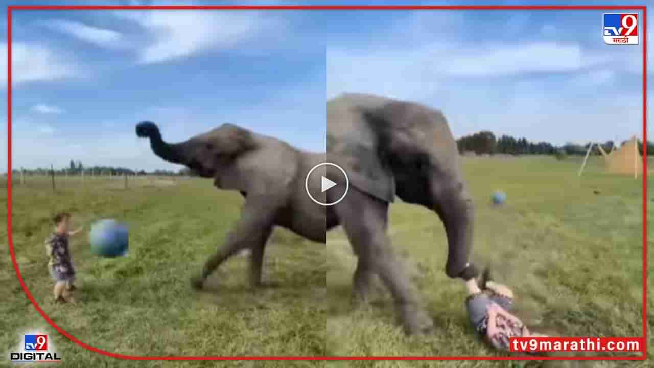 Video : चिमुकला हत्तीसोबत फुटबॉल खेळायला गेला, पण त्याने फरफटत नेलं, काळजाचा ठोका चुकवणारा 7 सेकंदाचा व्हीडिओ...