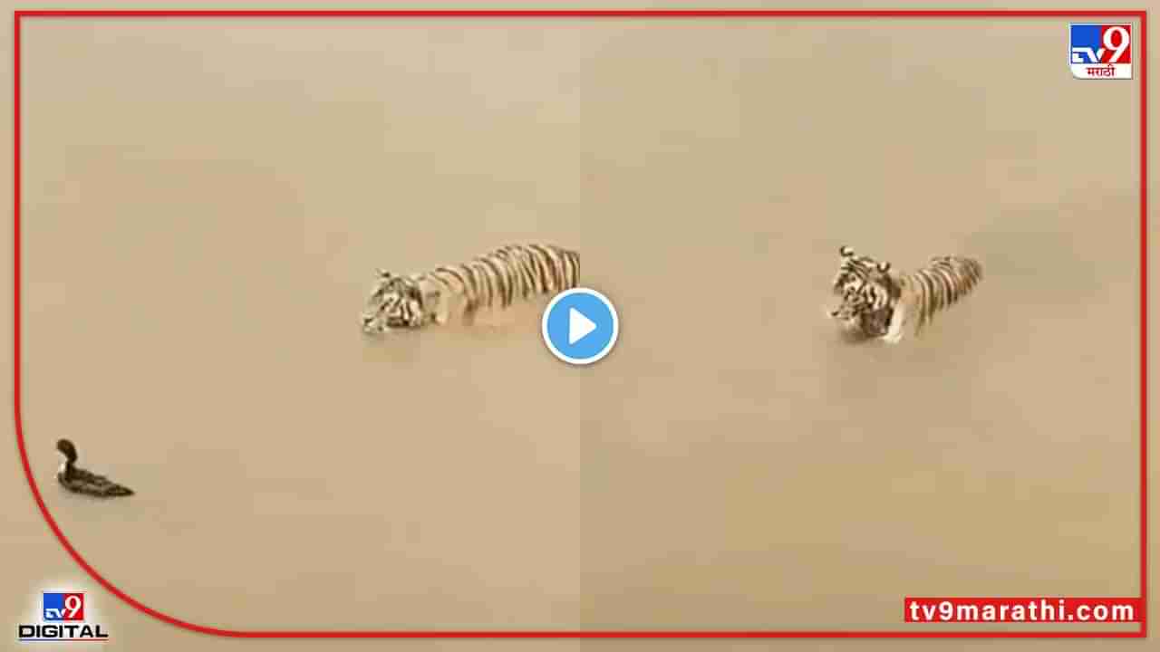 Video : गंडवलं रे गंडवलं! शिकारीसाठी वाघ पाण्यात उतरला पण बदकाने खतरनाक चकवा दिला, पाहा व्हीडिओ...