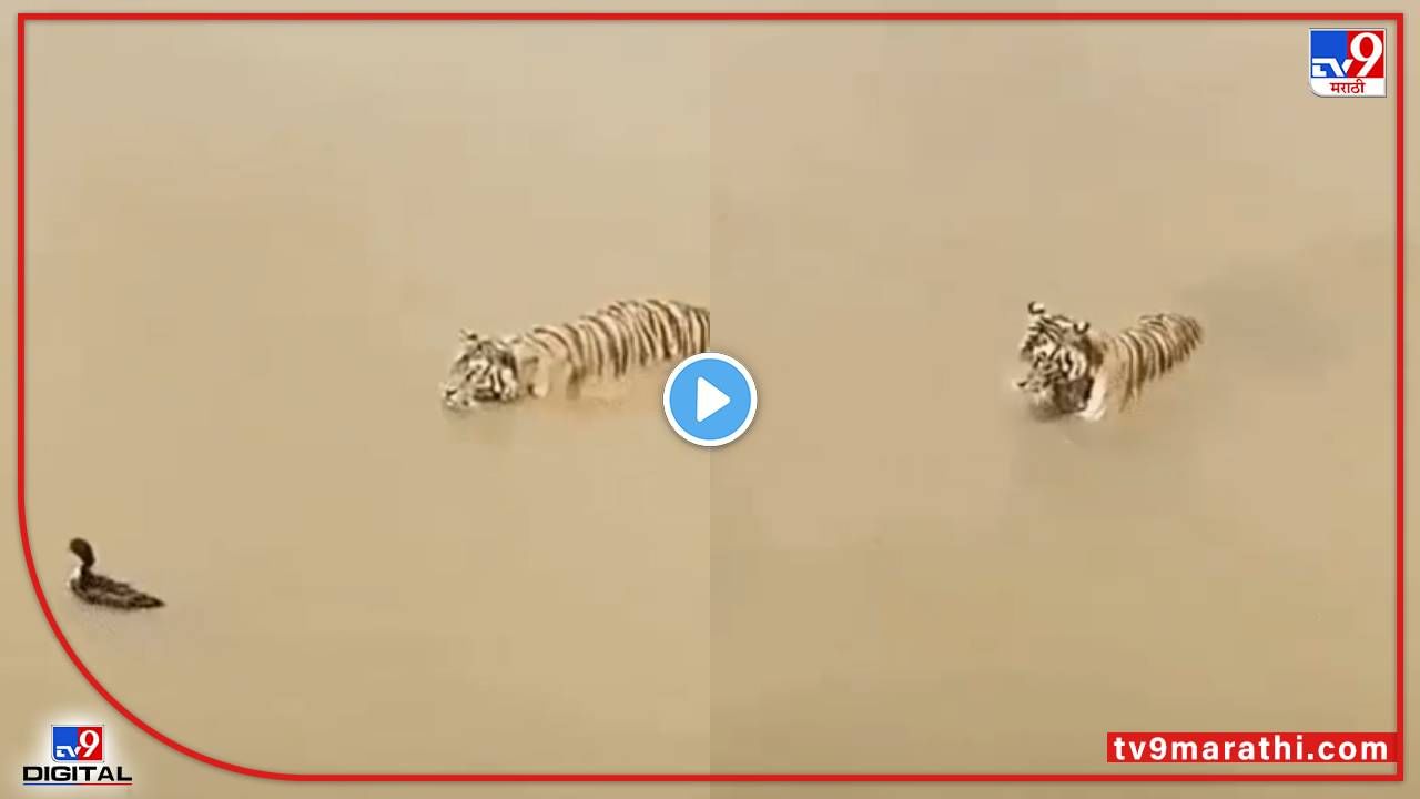 Video : गंडवलं रे गंडवलं! शिकारीसाठी वाघ पाण्यात उतरला पण बदकाने खतरनाक चकवा दिला, पाहा व्हीडिओ...