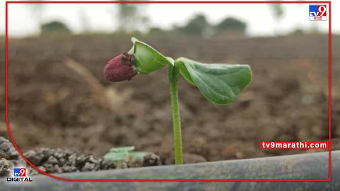 Cotton Crop : काय सांगता..? पावसाचा पत्ता नाही अन् नांदेडात बहरतंय कापसाचं पीक..! शेतकऱ्यांची गडबड कशासाठी