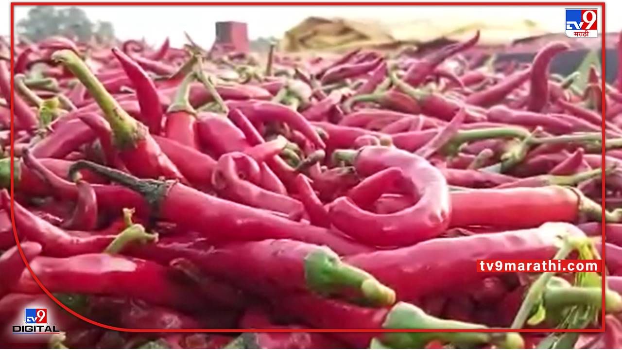 Smart Farmer : शेतीमालाच्या दरावरच खरिपाचे नियोजन, नंदुरबारात दोन पिकांवरच शेतकऱ्यांचा भर