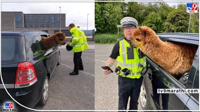 Viral Post: उडीबाबा ये कौन है?,हॅलो सर माय नेम इज अल्पाका!,पोलिसांनी केलं ट्विट,अल्पाका झाला फेमस