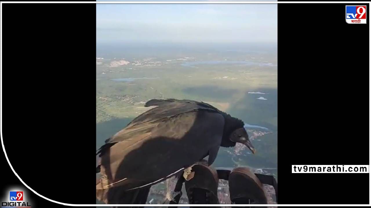 Viral Video: एक दिवस  माणसाला आकाशात फिरताना अचानक गिधाड भेटलं...कसं वाटतंय वाचून? व्हिडीओ तर अजून मस्तंय बघा...