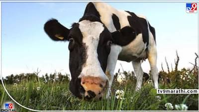 Viral: न्यूझीलंडचा कायदाच युनिकाय, भन्नाटाय, जगावेगळाय, जश्शी गाय ढेकर देणार, तस्सं, कायद्याची सगळीकडे चर्चाय