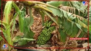 Akola Rain | अकोल्यात वादळी वाऱ्यासह पाऊस, केळी बागेचे मोठं नुकसान, वर्धेतही बरसल्या पावसाच्या सरी