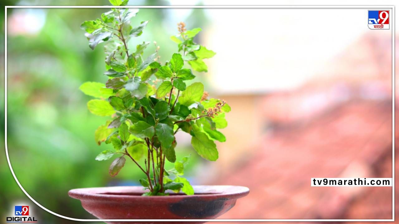 Tulsi Plant Importance: ...म्हणून रविवारच्या दिवशी तुळस तोडू नये; धार्मिक कारण आणि मान्यता