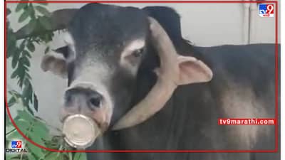 VIDEO | बैलानं हे काय केलं? पत्र्याच्या डब्यात तोंड घुसवलं अन् मालेगावच्या डॉक्टरांसह अख्खं शहर डोक्यावर घेतलं!