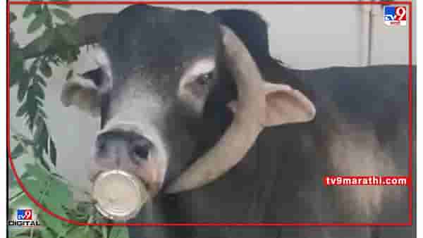 VIDEO | बैलानं हे काय केलं? पत्र्याच्या डब्यात तोंड घुसवलं अन् मालेगावच्या डॉक्टरांसह अख्खं शहर डोक्यावर घेतलं!