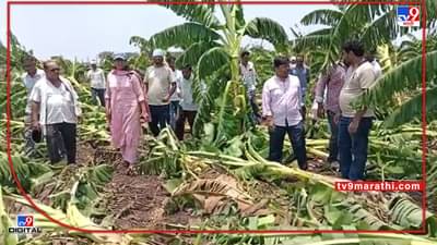 Jalgaon : वादळी वाऱ्याने केळी बागा भुईसपाट, फळ पिकामध्ये समावेश झाल्याने मिळणार का मदतीचा हात..!
