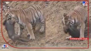 Video : Chandrapur Tiger Hunting | वाघ शिकार कशी करतो पाहिलंत का? चंद्रपुरातील हा व्हिडीओ नक्कीच पाहा...