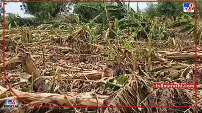 Banana Crop : दोन दिवसाच्या पावसात केळी बागा आडव्या, पालकमंत्र्यांचा सल्ला शेतकऱ्यांना पडेल का पचणी..!