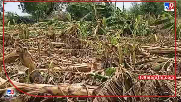 Banana Crop : दोन दिवसाच्या पावसात केळी बागा आडव्या, पालकमंत्र्यांचा सल्ला शेतकऱ्यांना पडेल का पचणी..!
