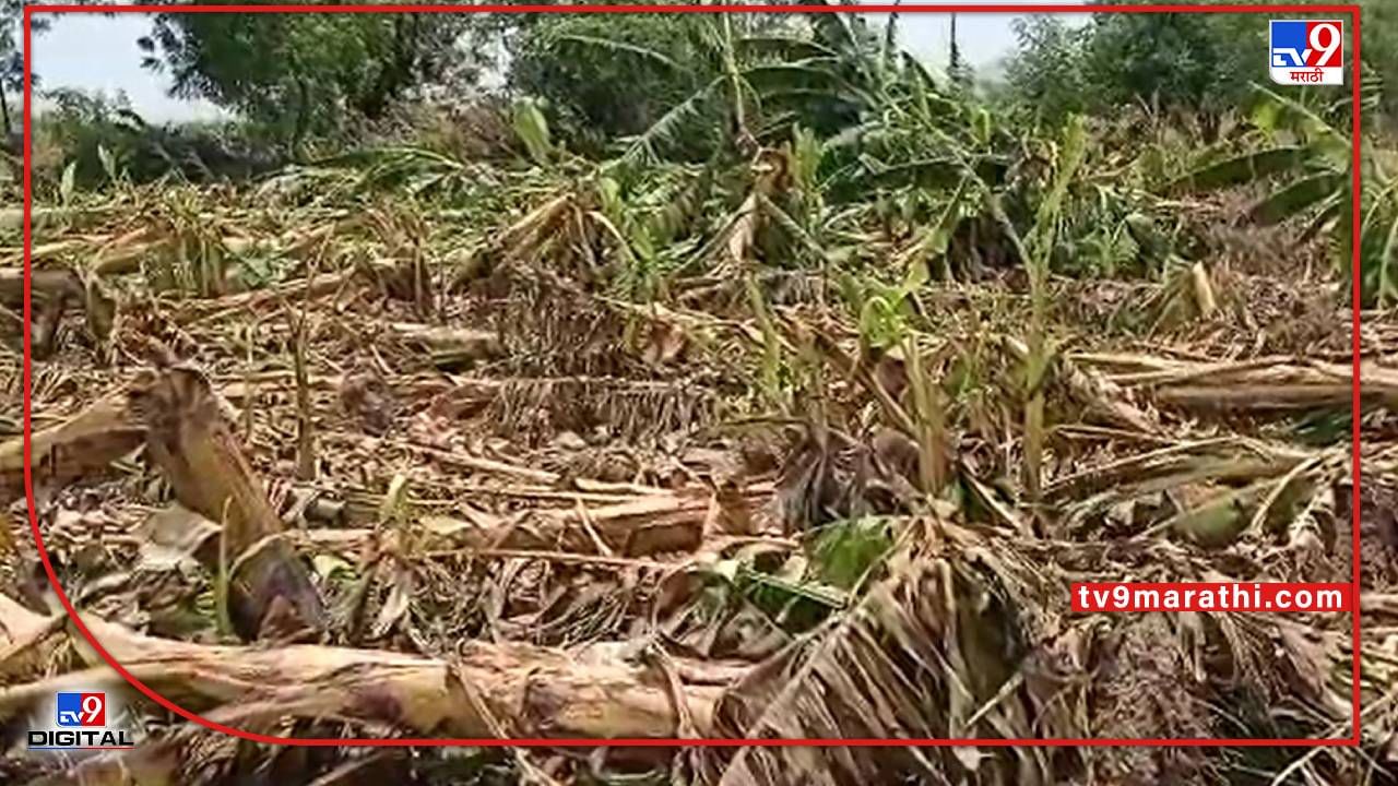 Banana Crop : दोन दिवसाच्या पावसात केळी बागा आडव्या, पालकमंत्र्यांचा सल्ला शेतकऱ्यांना पडेल का पचणी..!