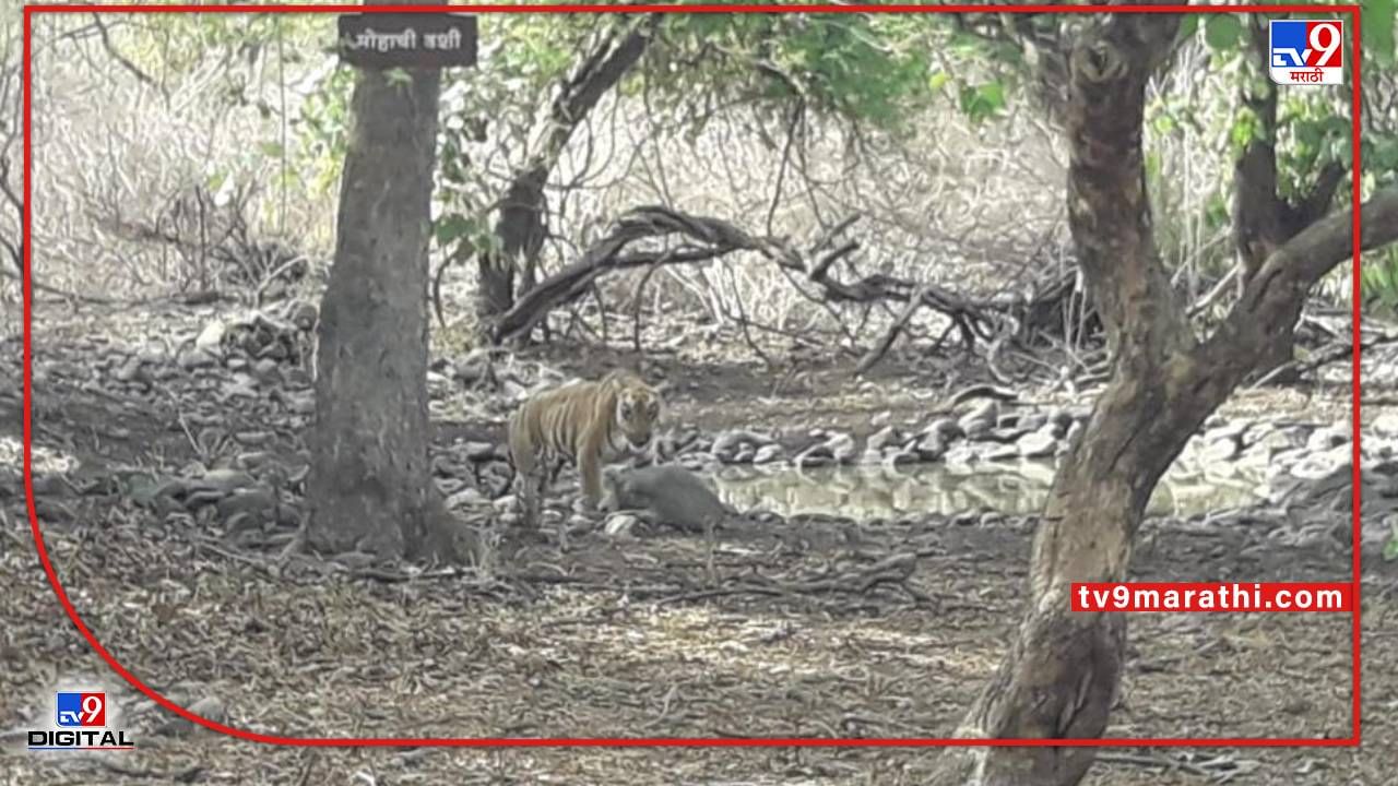 Photo : Wardha Tiger | बोर व्याघ्र प्रकल्पात पर्यटकांची गर्दी, कॅटरिना वाघिणीसह दोन छाव्यांचे दर्शन, वन्यप्राणी वेधताहेत लक्ष