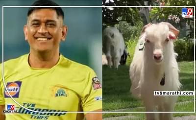 आता महेंद्रसिंग धोनी पाळतोय बकऱ्या, कुत्रे, घोड्यानंतर घरात आले नवे पाहुणे. फॅन्स धोनीला म्हणतायेत G O A T