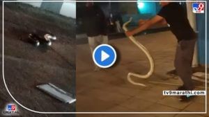 Video : मातोश्री बंगल्याशेजारी कलानगरच्या रस्त्यावर 'खुंखार' अजगर! रस्ता ओलांडून थेट गटारात घुसला