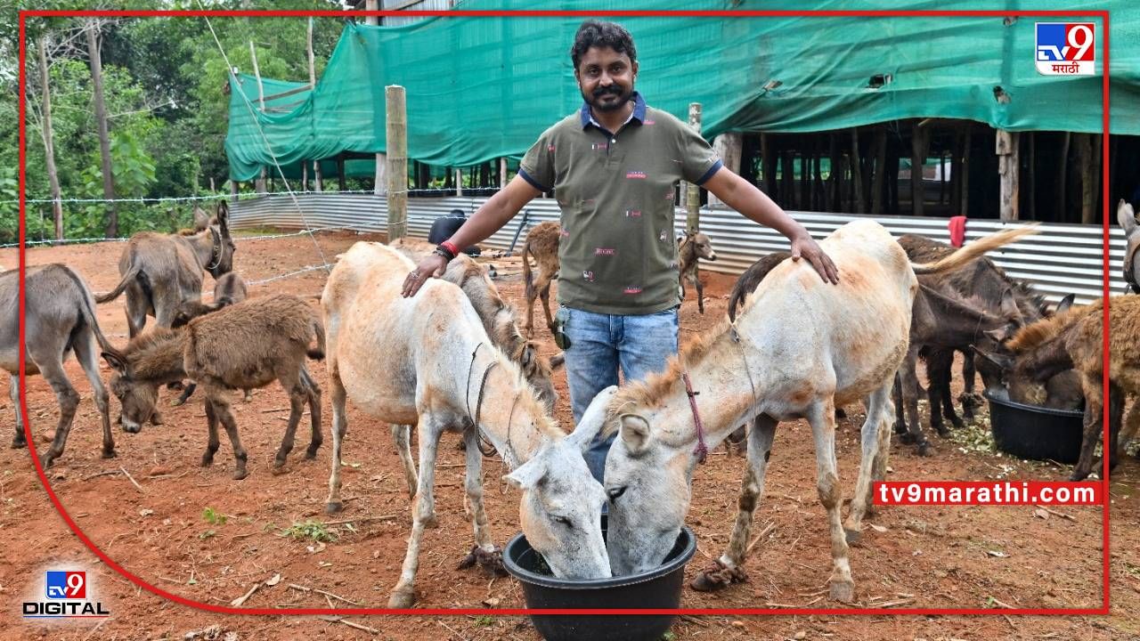 असा गाढवपणा कराच ! सॉफ्टवेअर नोकरीला लाथ; गाढवं पालनातून झाला लखपती